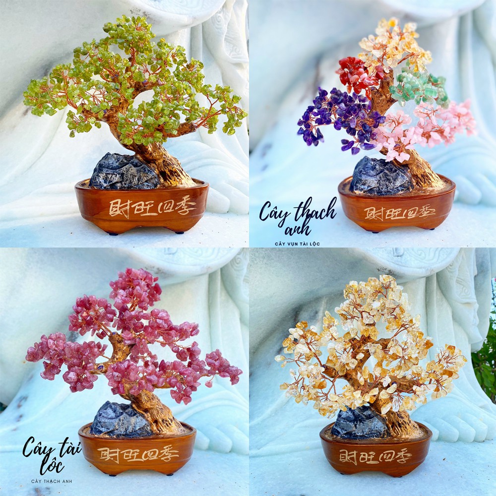 Cây Tài Lộc size 27cm kiểu dáng bonsai sang trọng